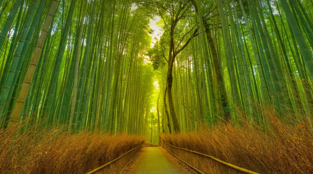 Arashiyama Bamboo Grove